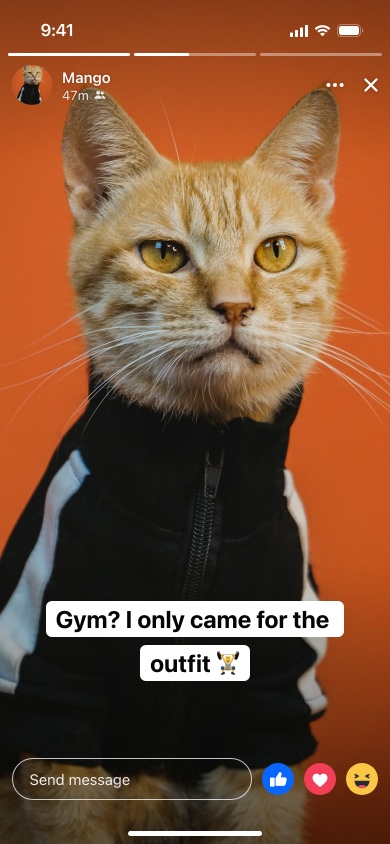 A fake Facebook story of a ginger cat in a tracksuit with label-style text, progress bars and the Send message bar