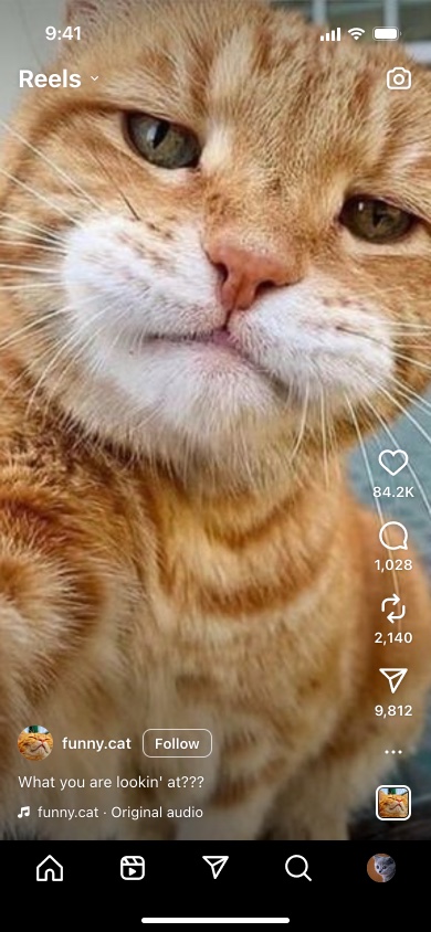 A fake Instagram Reel of a grumpy ginger cat with like, comment, repost and share counts, a Follow button and the original audio line