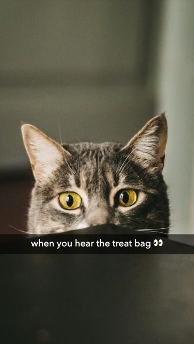 A cat peeking over a table with a Snapchat caption bar reading "when you hear the treat bag", made with the Snapchat Caption Maker